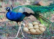Dream Meaning of Peacock Egg
