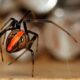 Dream Meaning of Red Back Spider