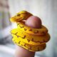 Dream Meaning of Small Snakes