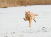 Dream Meaning of A Cat Running Away
