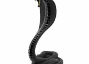 Dream Meaning of A Black Cobra With Red Hourglass