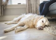 Dream Meaning of Dog Dying