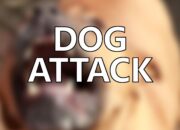 Dream Meaning of A Dog Attacking Me