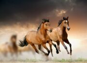 Dream Meaning of Horses Running