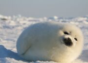 Dream Meaning of Seal
