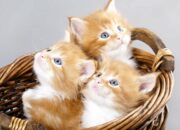 Dream Meaning of Kittens