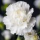 Dream Meaning of White Carnations