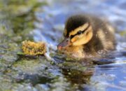 Dream Meaning of Baby Duckling