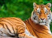 Dream Meaning of A Tiger