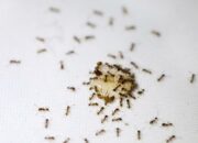 Dream Meaning of Ants In House