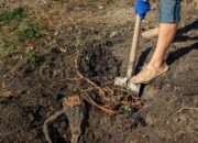 Dream Meaning of Digging Up Roots