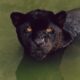 Dream Meaning of A Black Panther