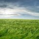 Dream Meaning of Wind Blowing