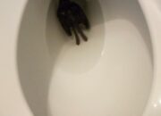 Dream Meaning of Dead Bird In A Toilet