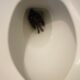 Dream Meaning of Dead Bird In A Toilet
