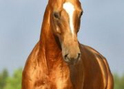 Dream Meaning of Copper Colored Horse