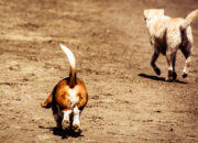 Dream Meaning of Seeing Dog Running Away