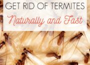 Dream Meaning of Killing Termites