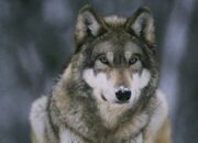 Dream Meaning of Wolf