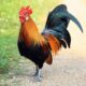 Dream Meaning of Rooster