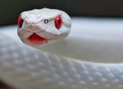 Dream Meaning of White Snake With Red Eyes