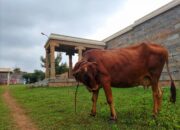 Dream Meaning of A Cow