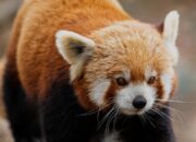 Dream Meaning of A Panda Bear