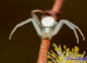Dream Meaning of Seeing A White Spider