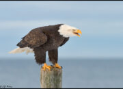 Dream Meaning of An Eagle