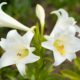 Dream Meaning of White Lily