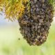 Dream Meaning of Swarming Bees