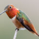 Dream Meaning of Hummingbird