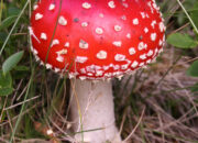 Dream Meaning of Mushroom