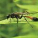 Dream Meaning of Wasp