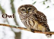 Dream Meaning of An Owl