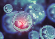 Dream Meaning of Embryos