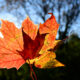 Dream Meaning of Autumn
