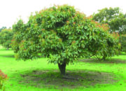 Dream Meaning of Avocado Tree