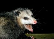 Dream Meaning of A Possum