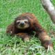 Dream Meaning of A Sloth