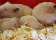 Dream Meaning of Baby Hamsters