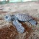 Dream Meaning of Baby Turtles