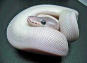Dream Meaning of White Snake