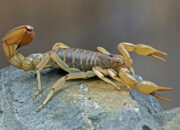 Dream Meaning of Brown Scorpion