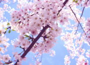 Dream Meaning of Cherry Blossoms