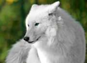 Dream Meaning of A White Wolf