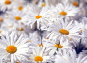 Dream Meaning of White Flowers