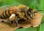 Dream Meaning of Seeing Bees