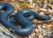 Dream Meaning of Seeing A Black Snake