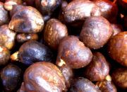 Dream Meaning of Breadfruit Seed